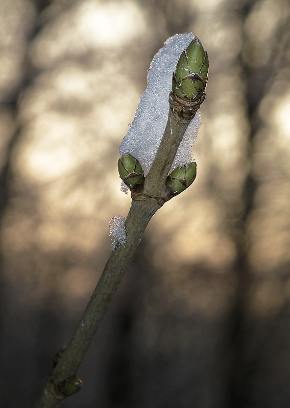 Winter-IMG_4990.jpg   26.04.jpg